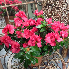 Azalea Surprise 