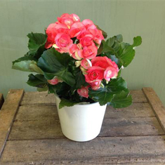 Beautiful Begonia Plant