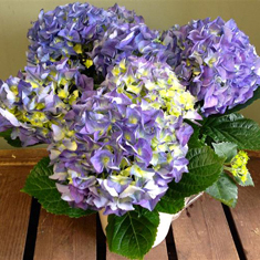 Homely Hydrangea