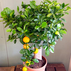 Orange Tree