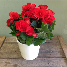 Red Begonia