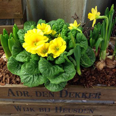 Antique Spring Planter